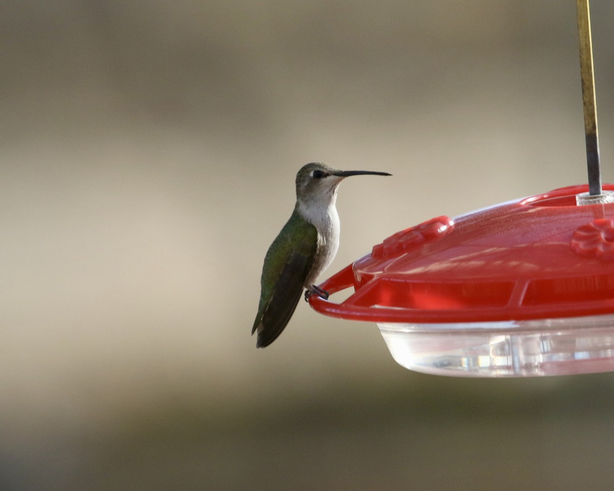 hummingbird sp. - Mickey Dyke