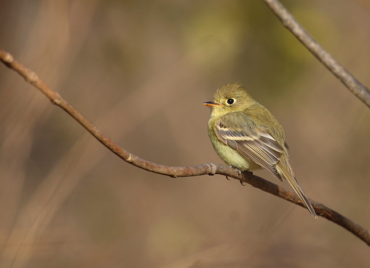 Western Flycatcher - Aaron Graham