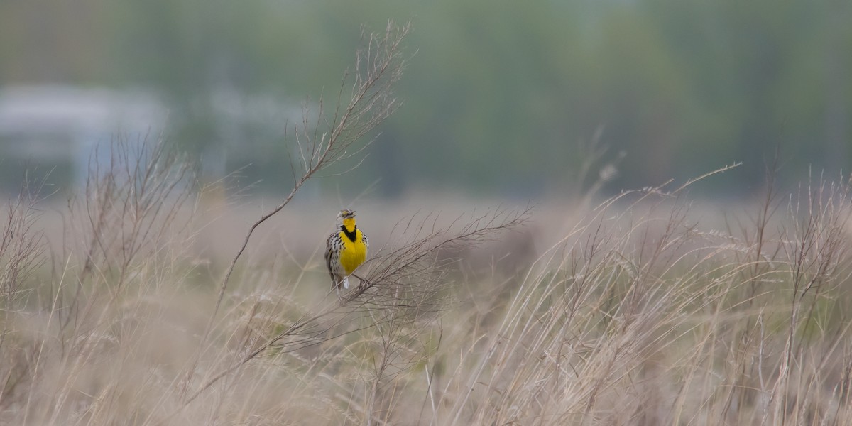 Western Meadowlark - ML28834001
