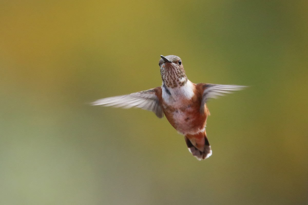 Rufous Hummingbird - ML288340321