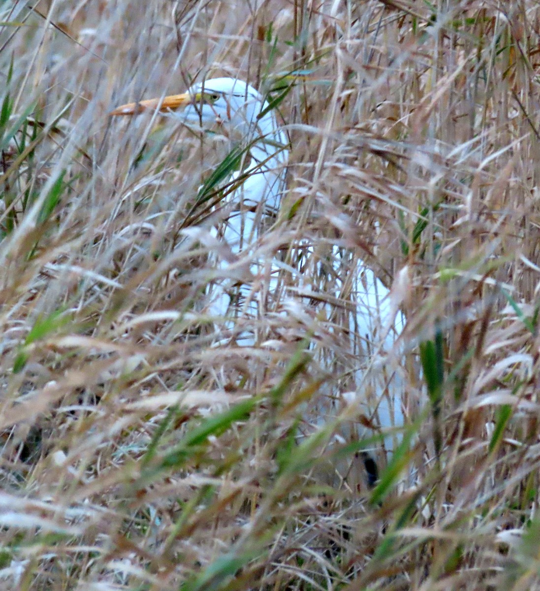 Great Egret - Dick Porter