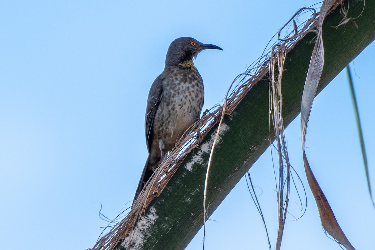 Curve-billed Thrasher - ML288341451