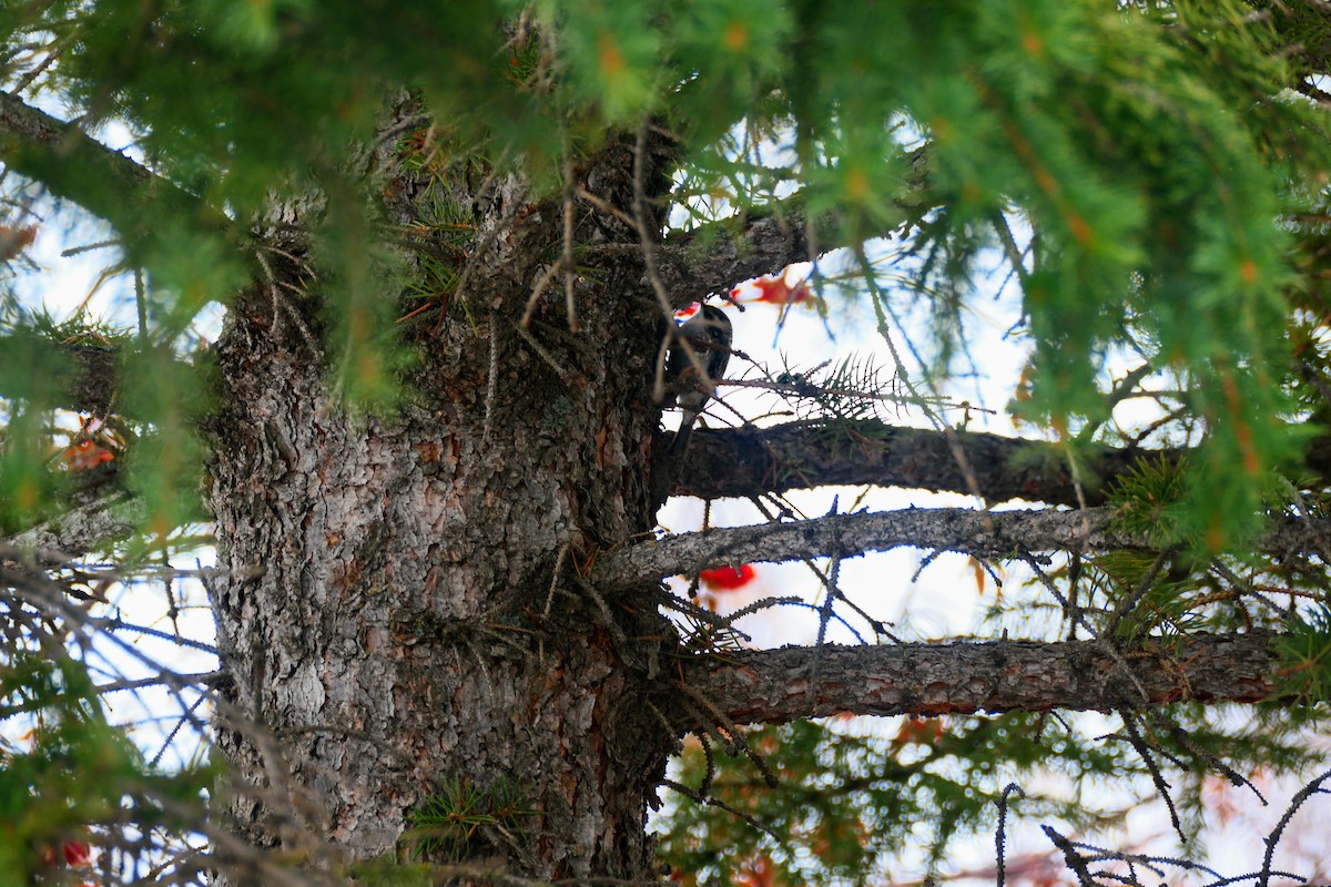 Brown Creeper - ML288341471