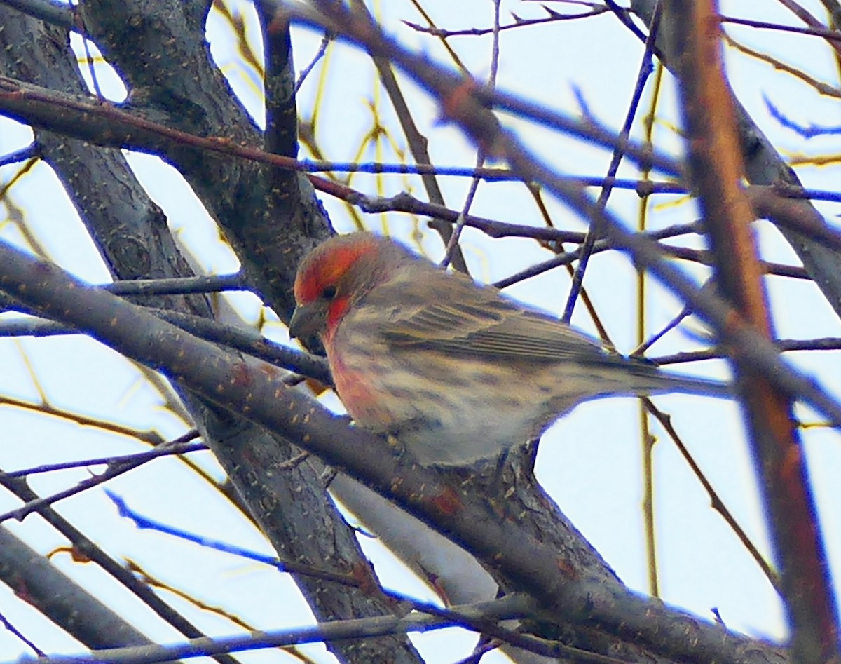 House Finch - ML288341561