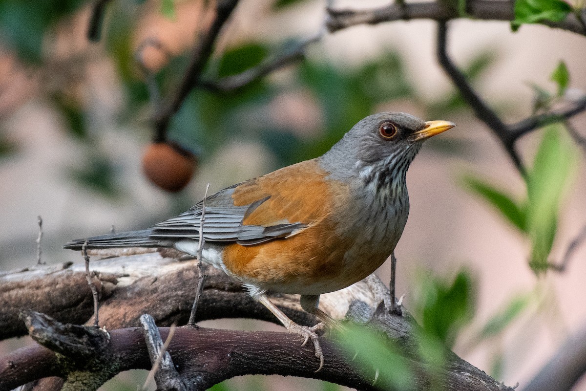 Rufous-backed Robin - ML288341621