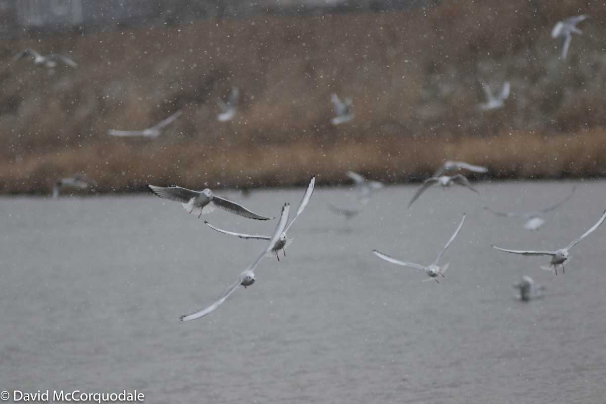 Bonaparte's Gull - David McCorquodale