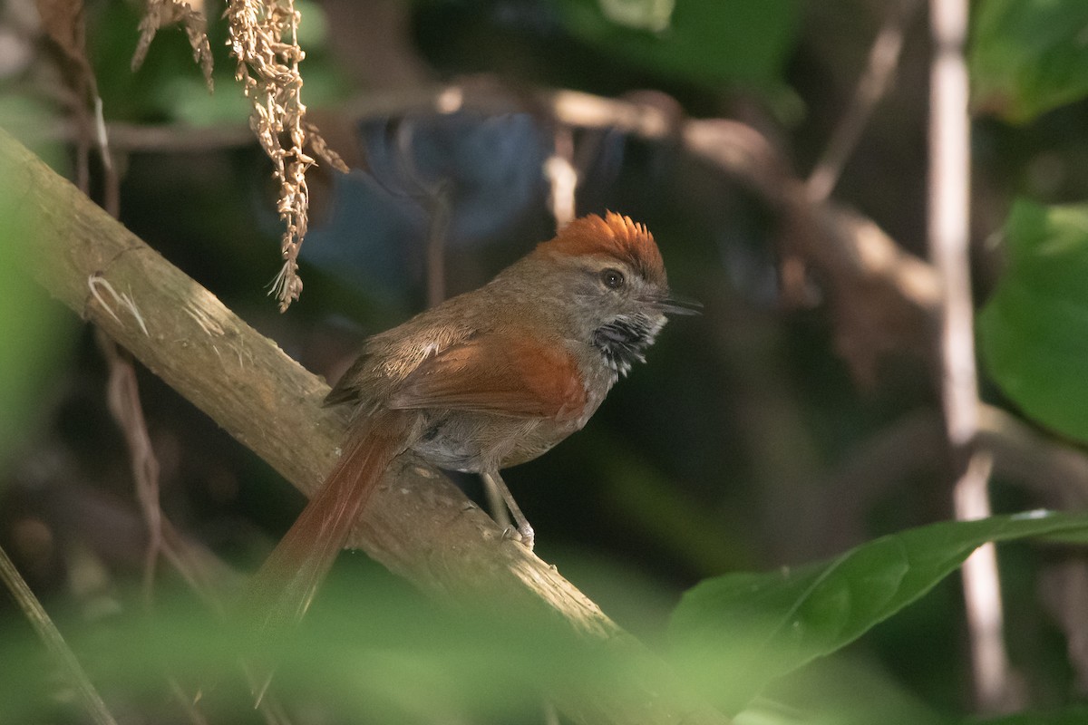 Azara's Spinetail - Pablo Re