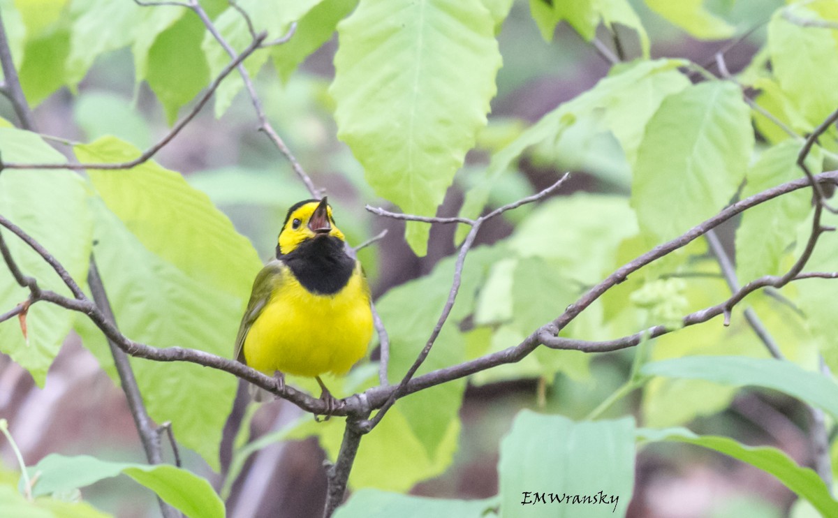 Hooded Warbler - Ed Wransky