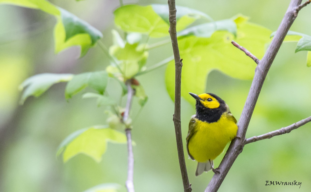 Hooded Warbler - ML28834521