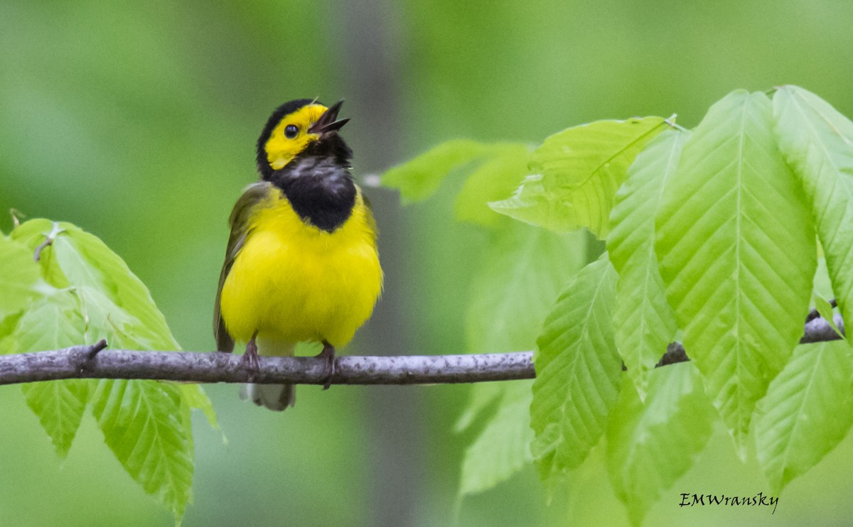 Hooded Warbler - Ed Wransky