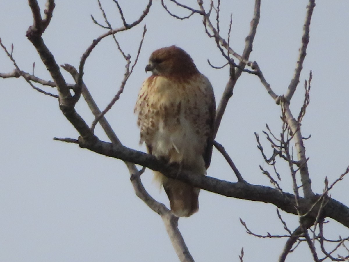 Red-tailed Hawk - ML288346111