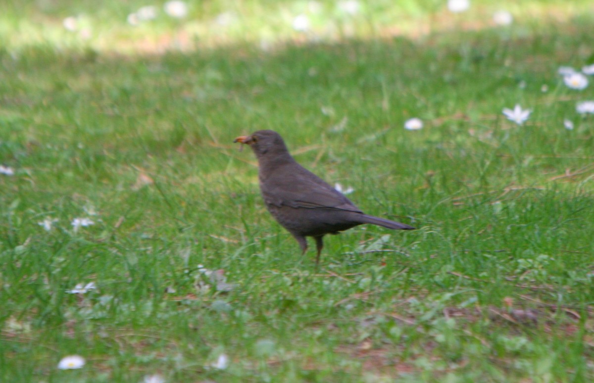 Eurasian Blackbird - ML28834701