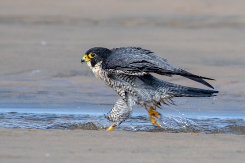 Peregrine Falcon (North American) - Falco peregrinus anatum