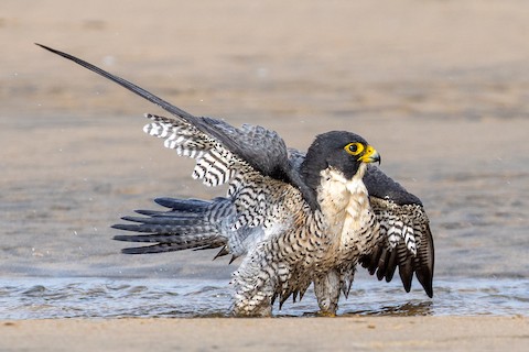 Peregrine Falcon (North American) - Falco peregrinus anatum