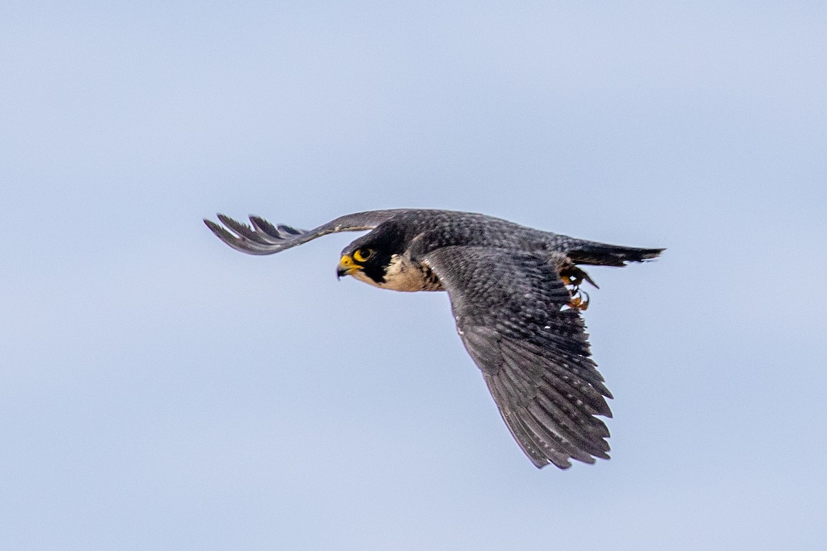 Peregrine Falcon (North American) - Joshua Stacy