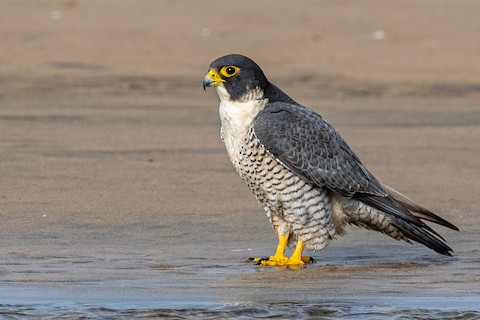 Peregrine Falcon (North American) - Falco peregrinus anatum