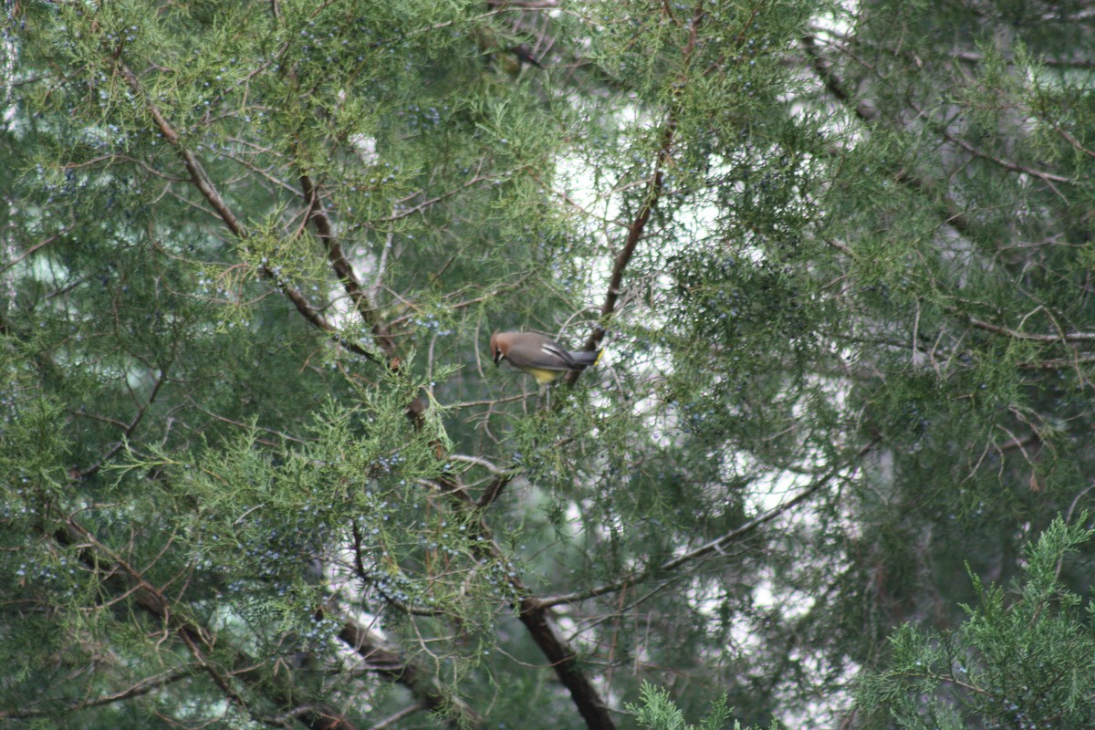 Cedar Waxwing - ML288351111