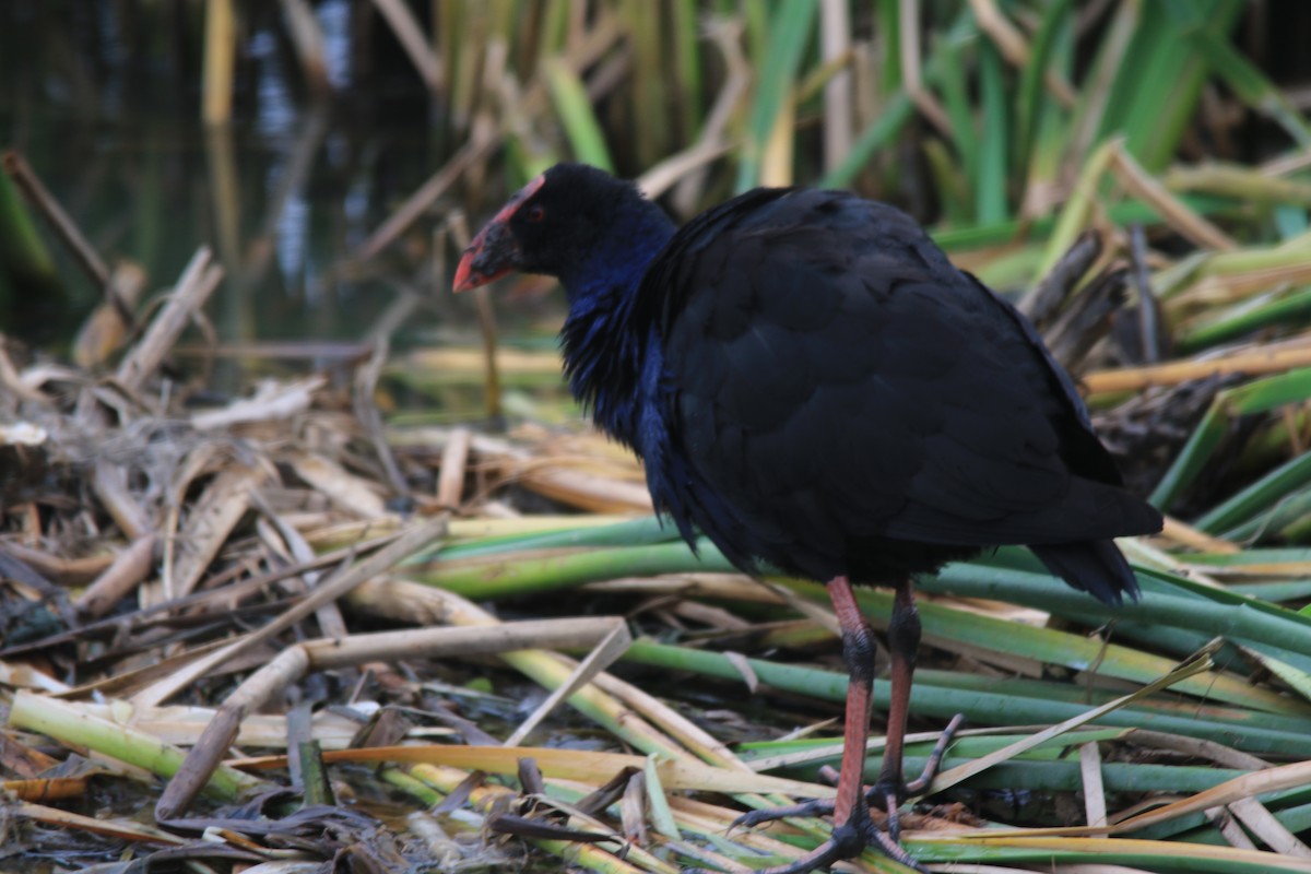 Australasian Swamphen - Jeff Dagg