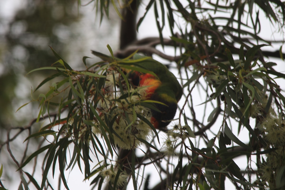 Rainbow Lorikeet - ML288351481