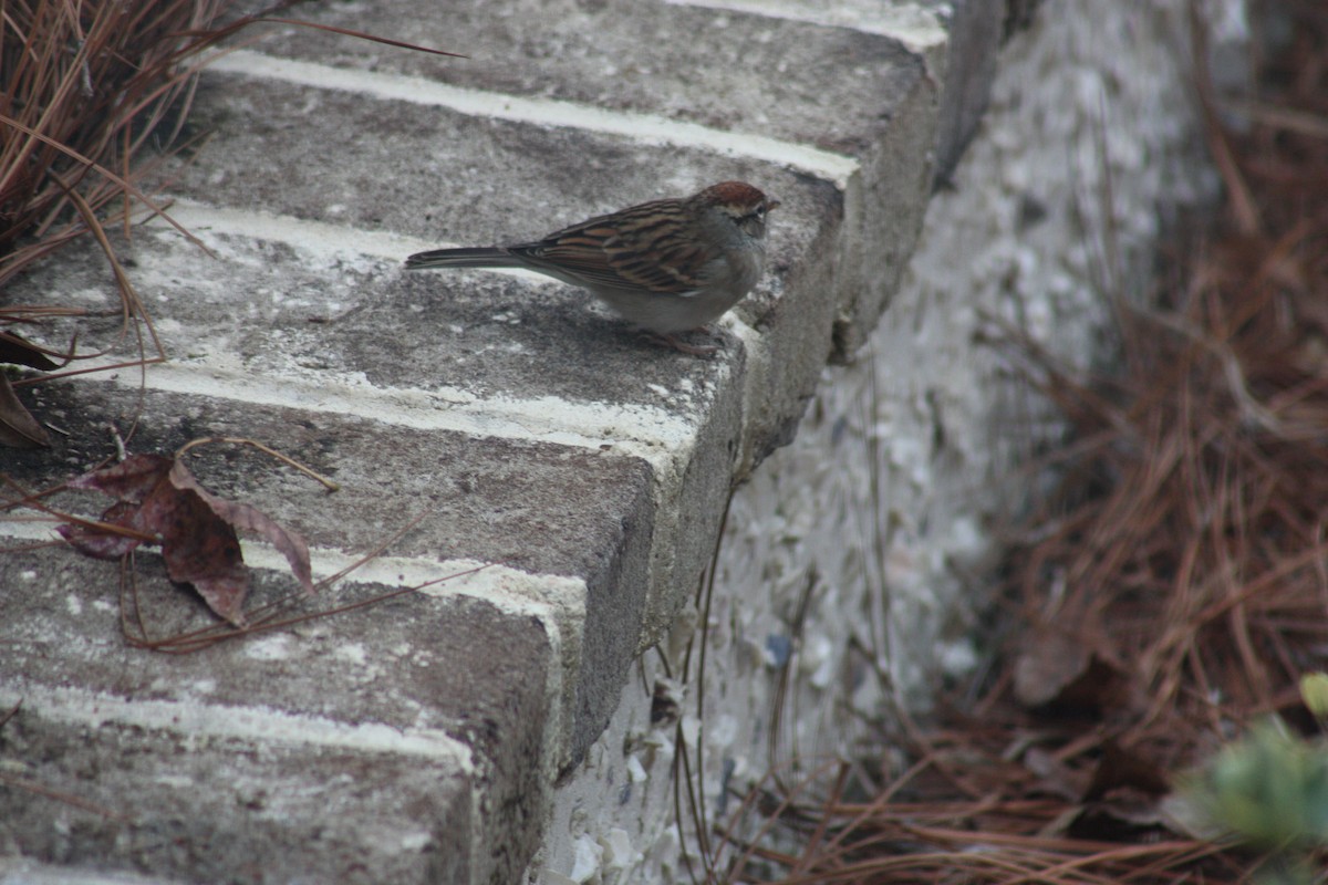 Chipping Sparrow - ML288354081