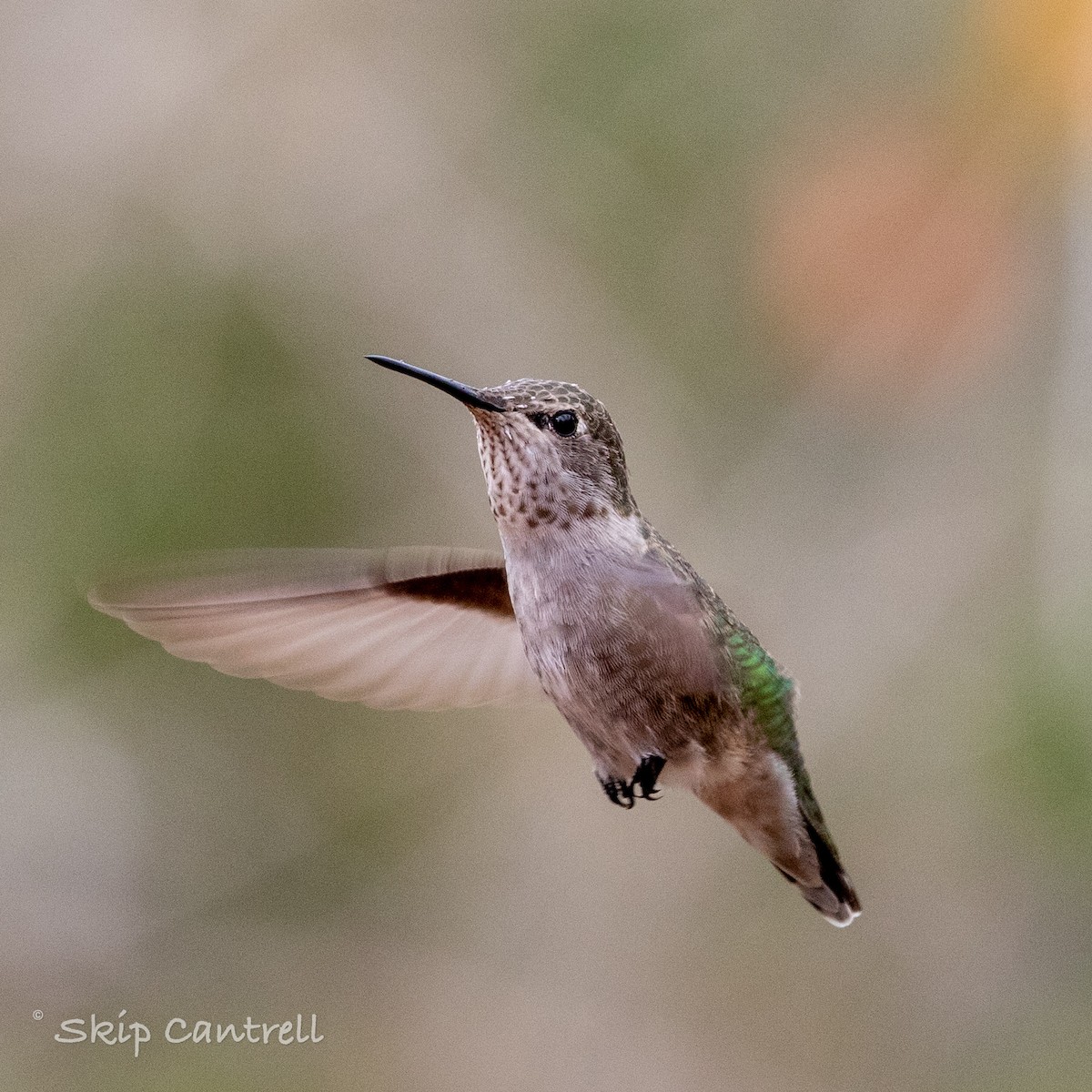 Anna's Hummingbird - Skip Cantrell