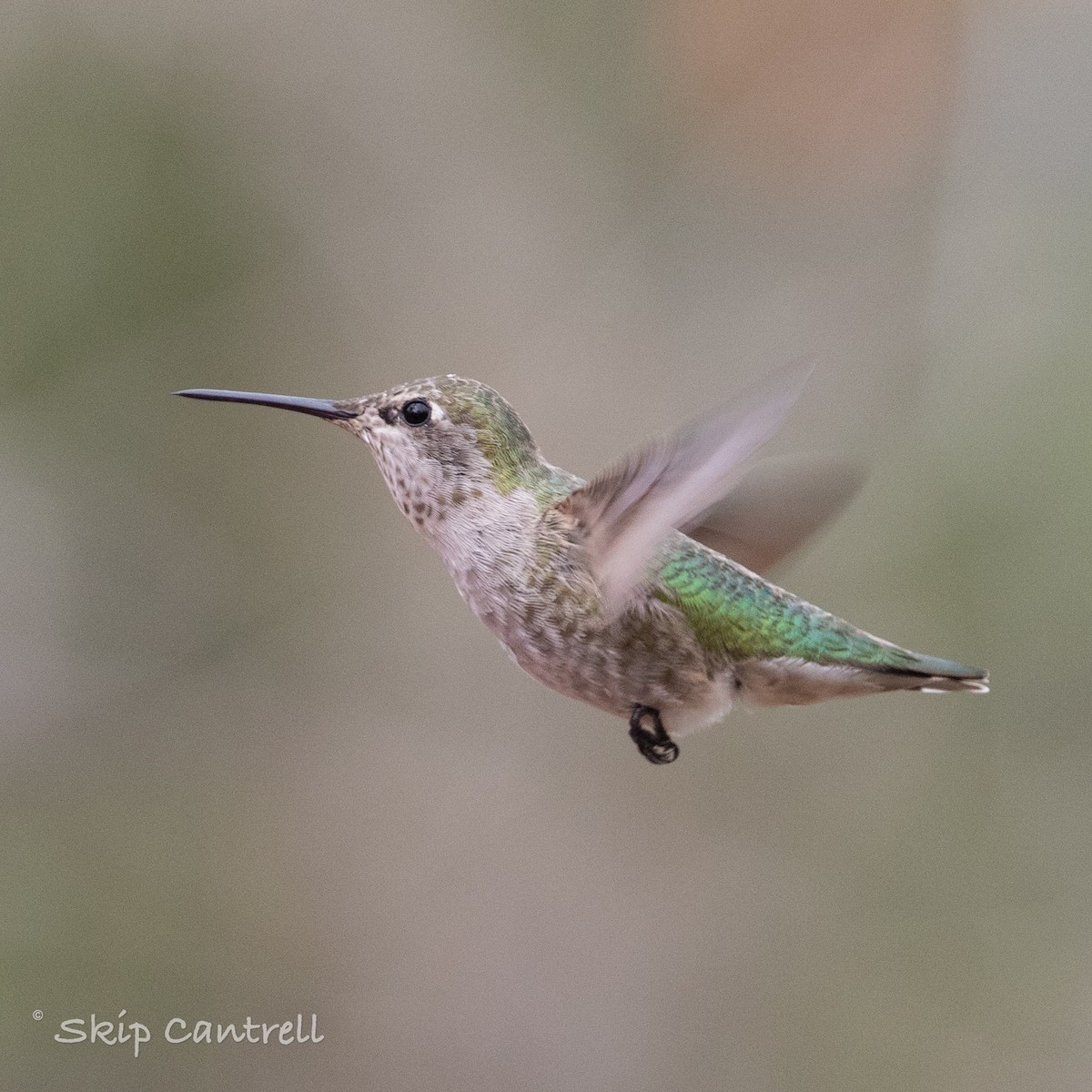 Anna's Hummingbird - Skip Cantrell