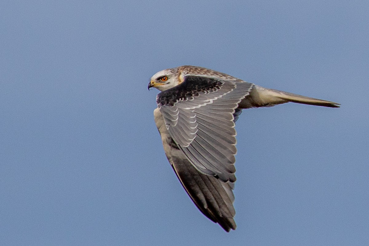 White-tailed Kite - Joshua Stacy