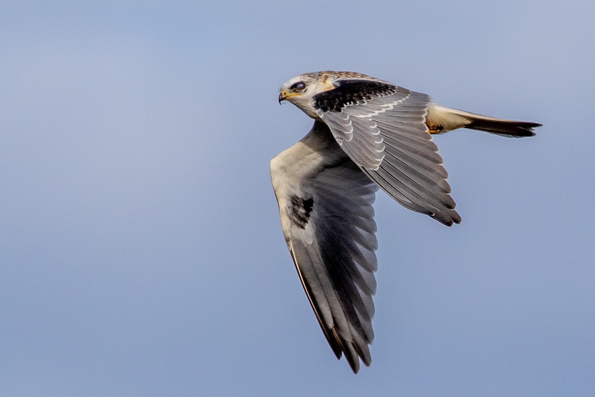 White-tailed Kite - Joshua Stacy