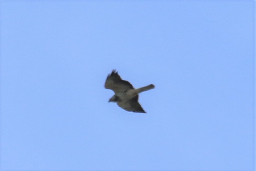 Swainson's Hawk - ML288355471