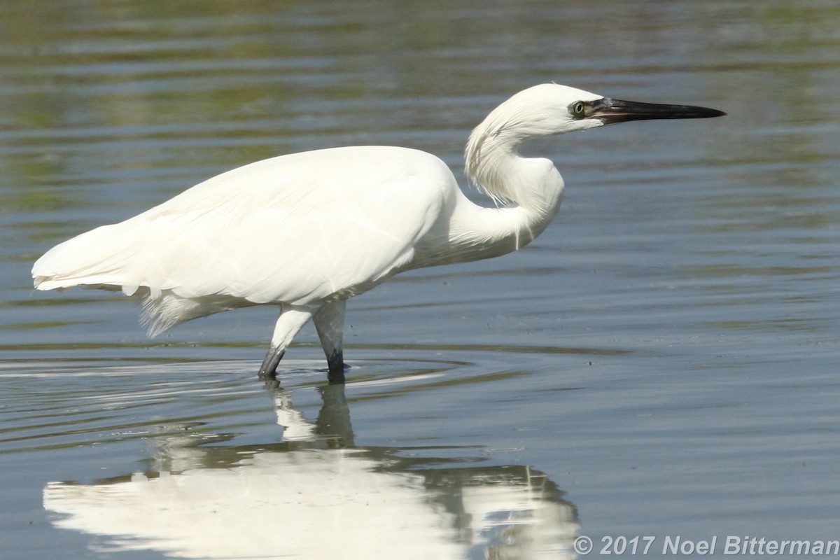 Reddish Egret - ML288357441