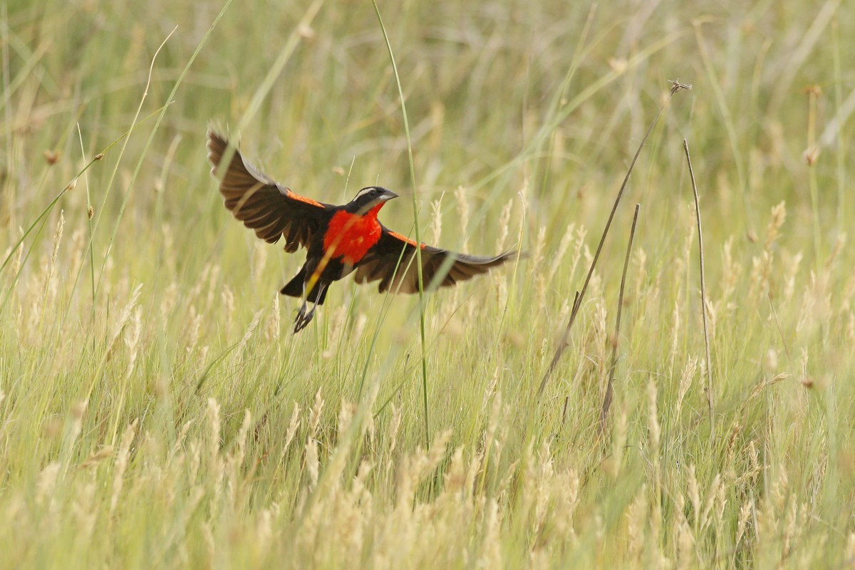 White-browed Meadowlark - ML288358121