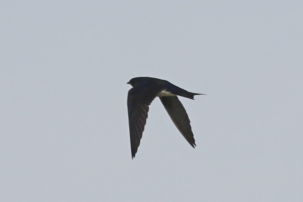 Gray-breasted Martin - ML288358201