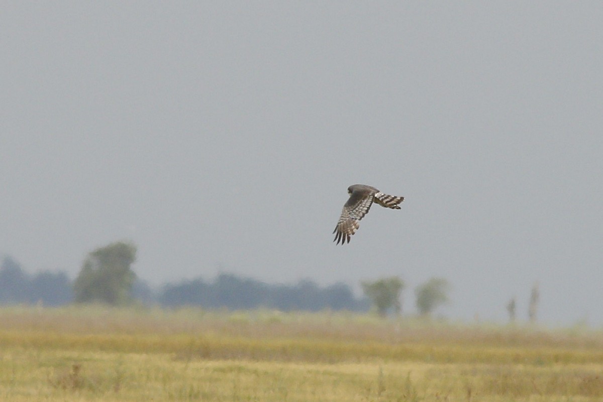 Long-winged Harrier - ML288359041