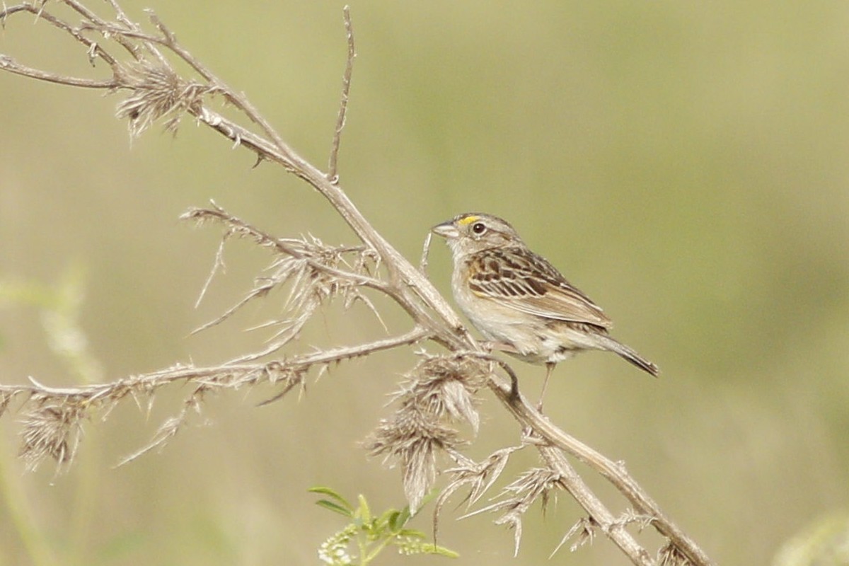 Grassland Sparrow - ML288359081
