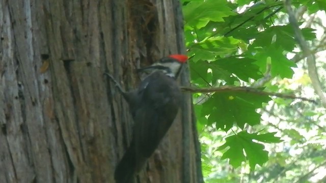 Pileated Woodpecker - ML288361261