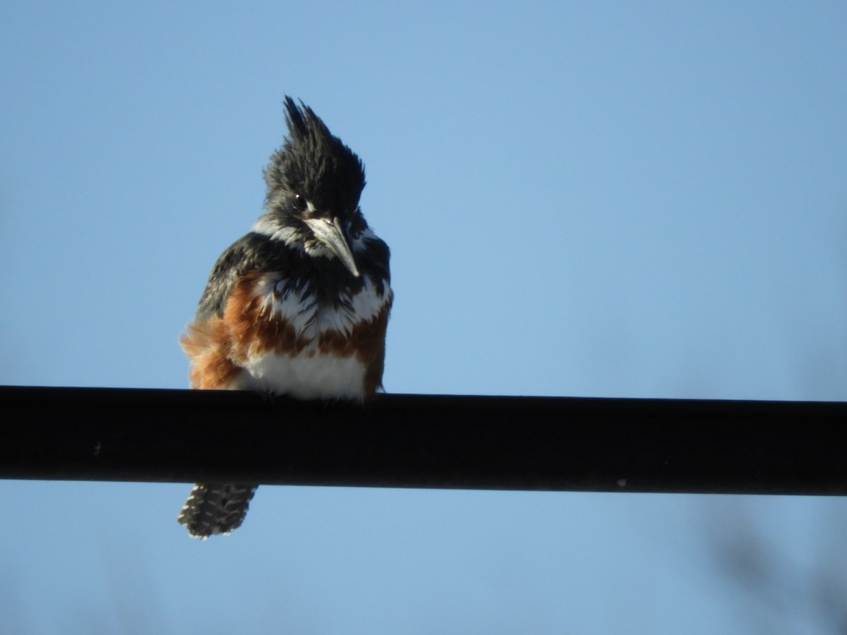 Belted Kingfisher - ML288362171