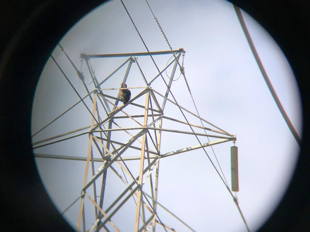 Golden Eagle - ML288363241