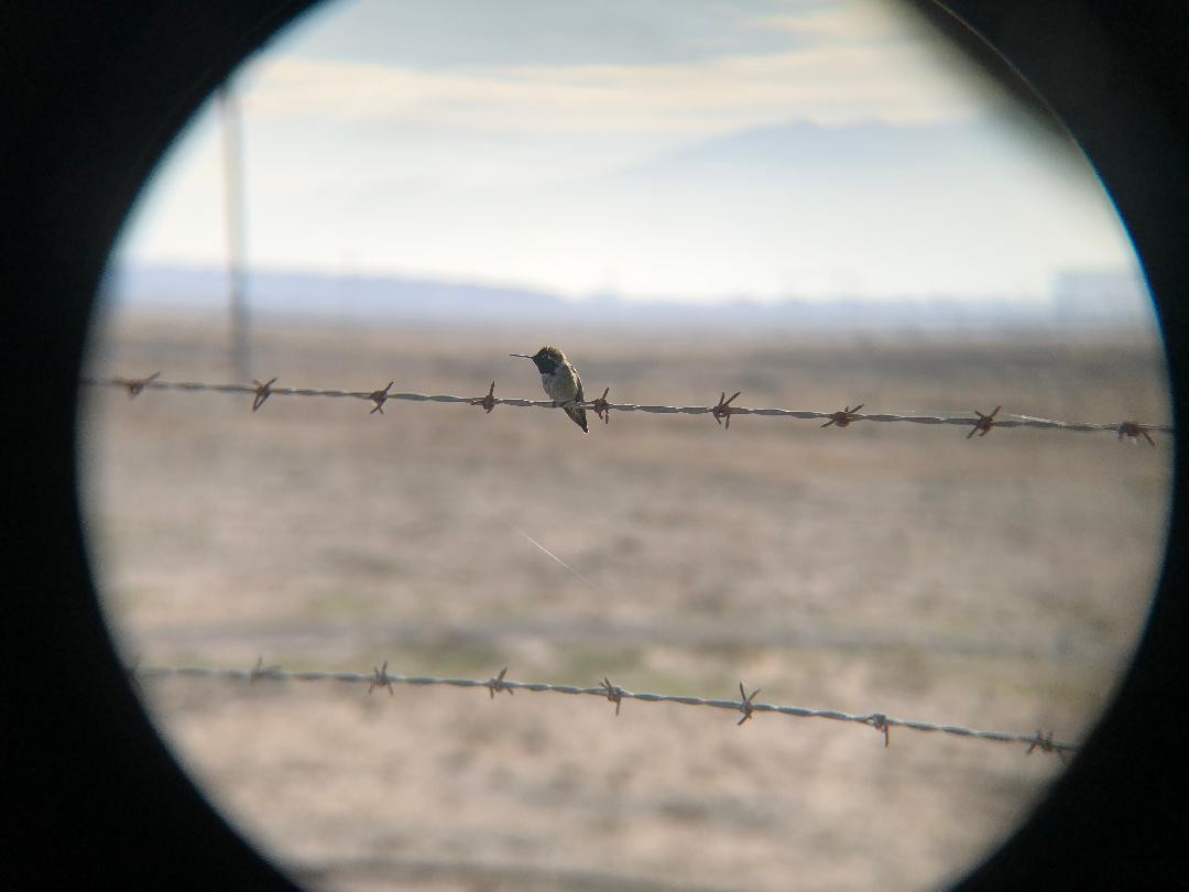Anna's Hummingbird - ML288363271