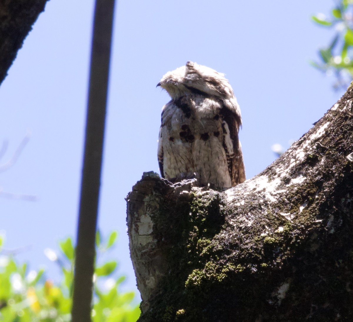 Common Potoo - ML288366431