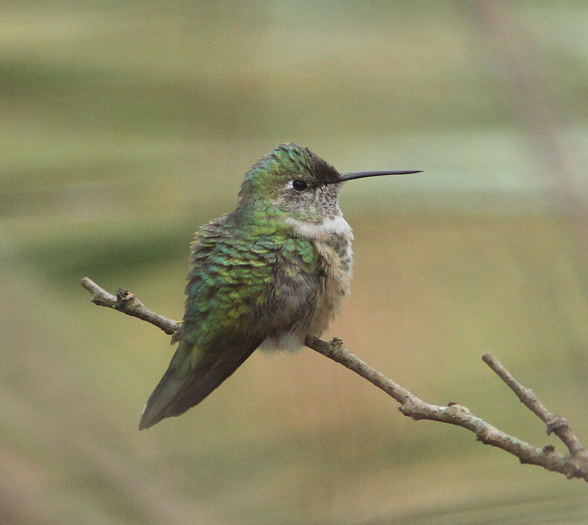 Broad-tailed Hummingbird - Randy Pinkston