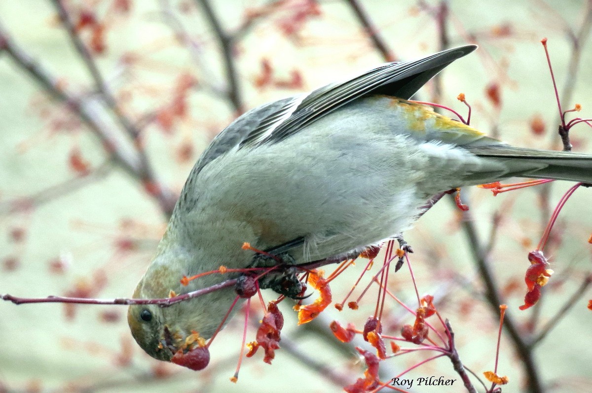 Pine Grosbeak - ML288367881