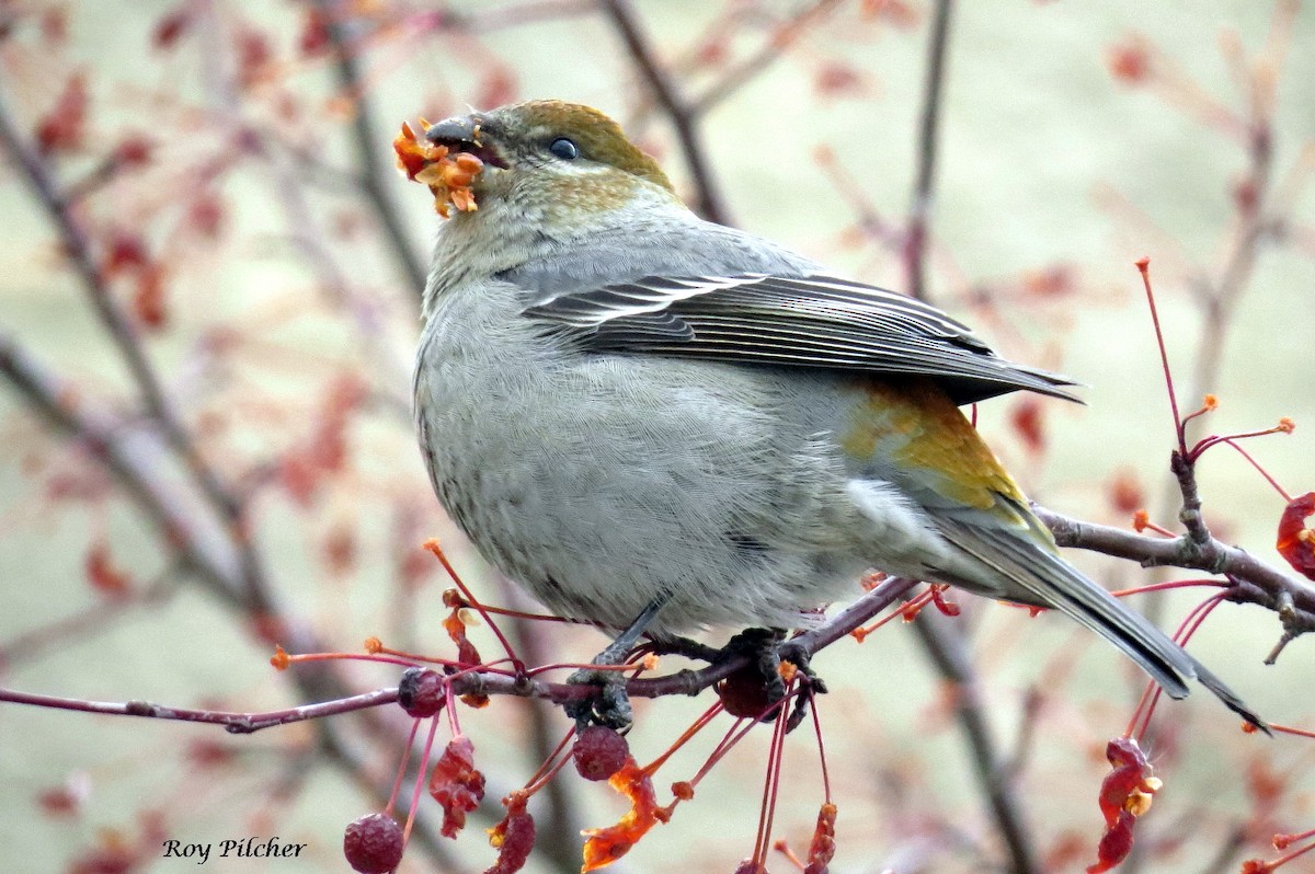 Pine Grosbeak - ML288367891