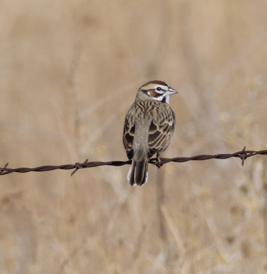 Lark Sparrow - william tyrer