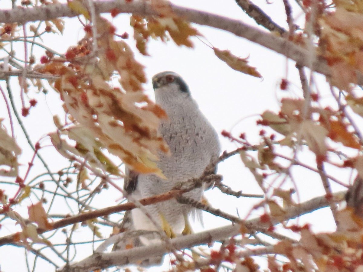 American Goshawk - ML288372451