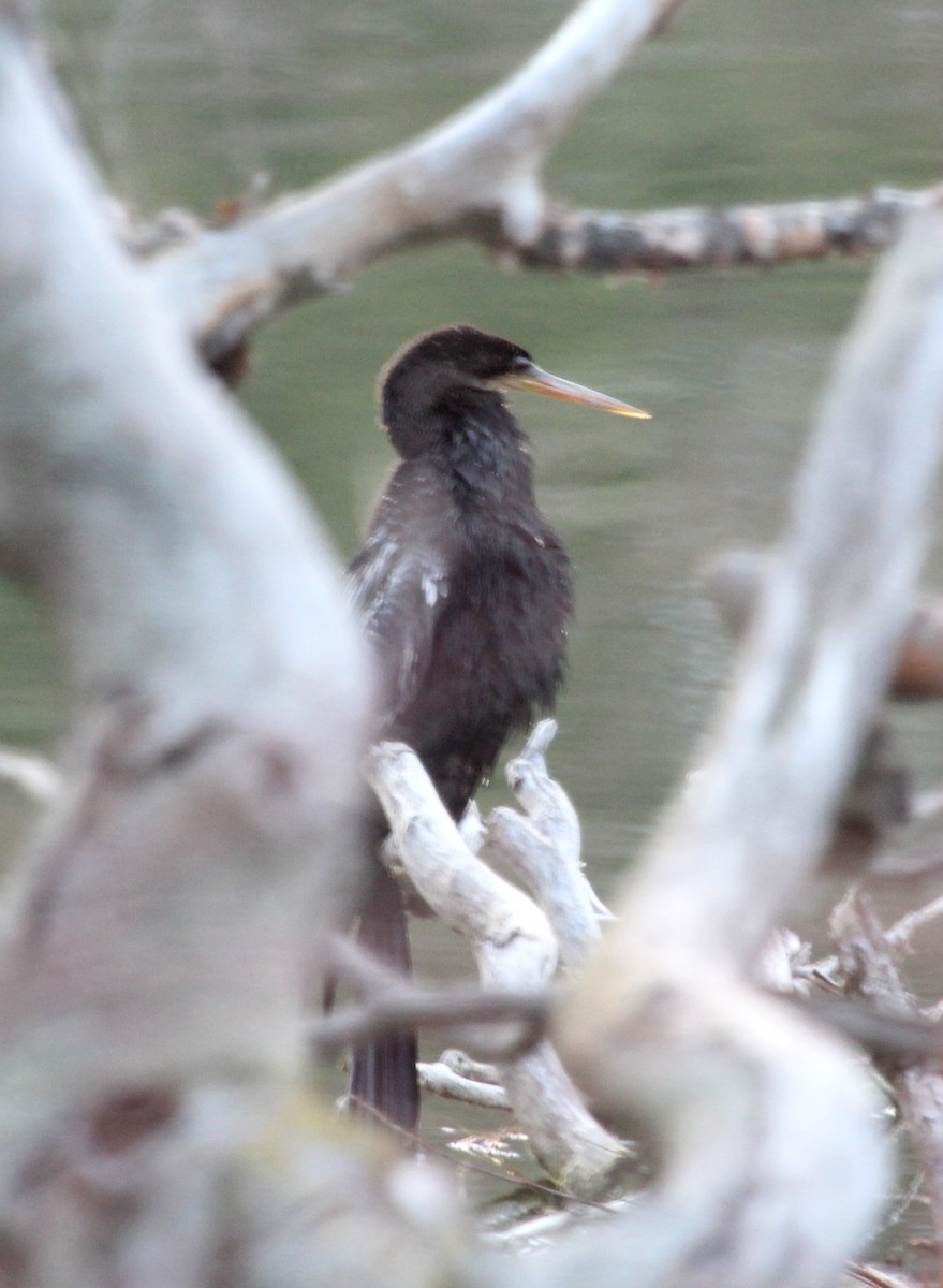 Anhinga - ML288373381