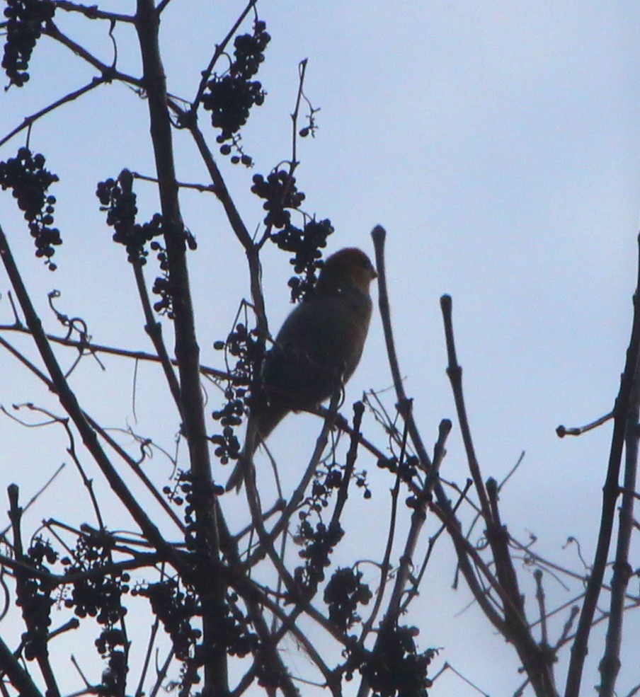 Нарсны шүршүү - ML288374341