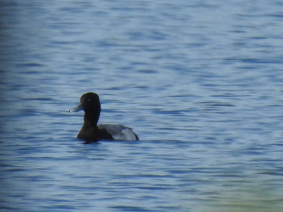 Lesser Scaup - ML288376281