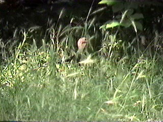 Wild Turkey - ML288376291