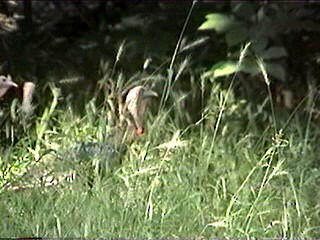 Wild Turkey - ML288376321