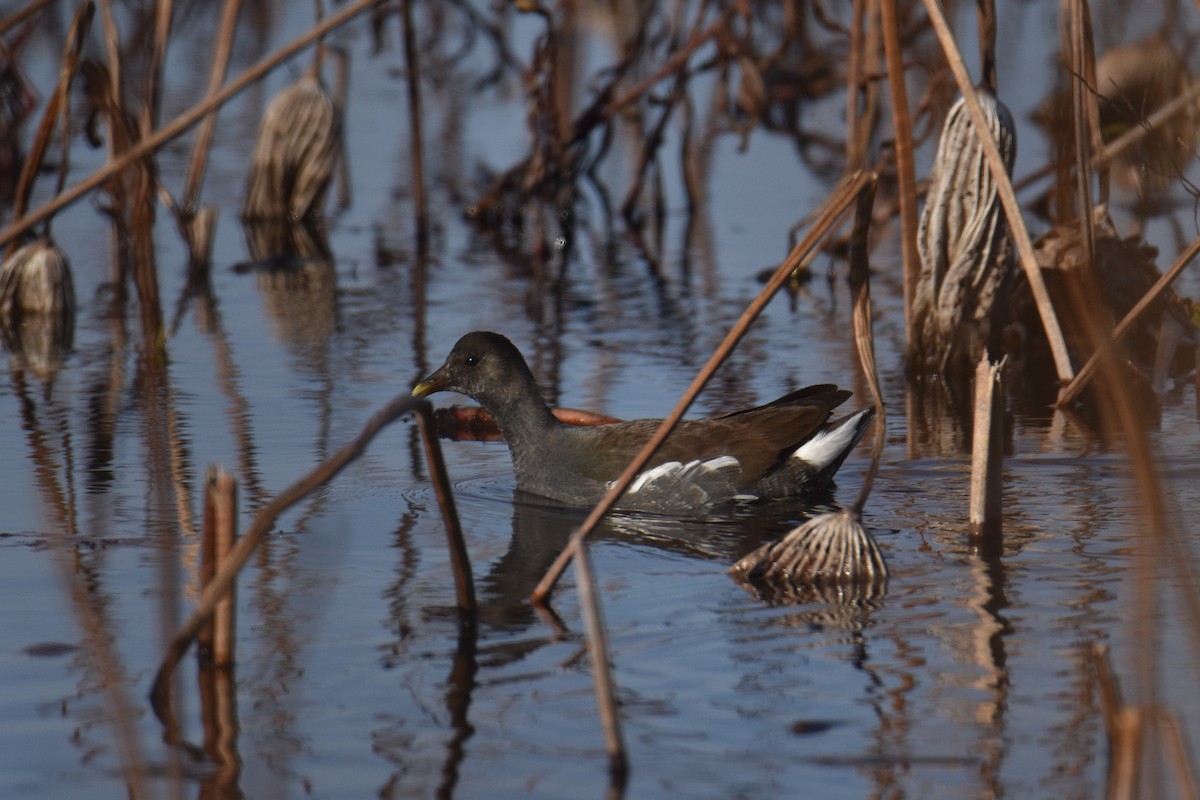 Common Gallinule - ML288378181